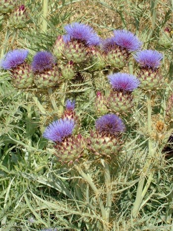 Atenta aos Cardos que trazes no peito